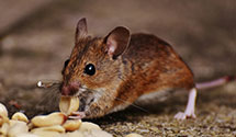 24 Hour & Emergency Exterminators in Starners Station, PA